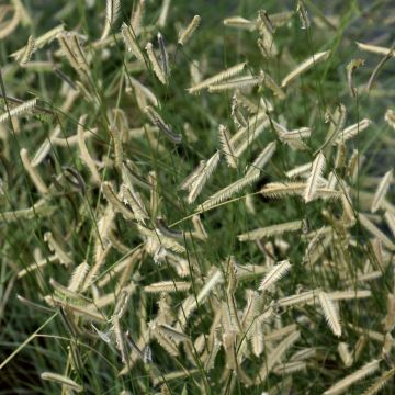 Bouteloua gracilis, Blue Grama