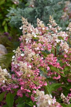 Hydrangea Tree, Panicle 'Pinky Winky®' (Large)