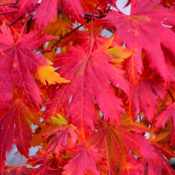 Acer, Korean Maple (Large Sizes)