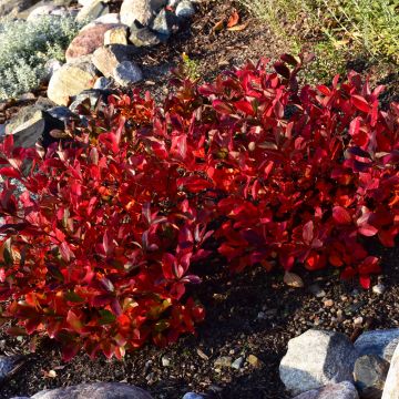 Aronia, Black Chokeberry 'Low Scape® Mound'