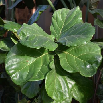 Ficus Lyrata 'Fiddle Leaf Fig' Column Trunks