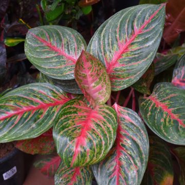 Aglaonema 'Red Emerald'