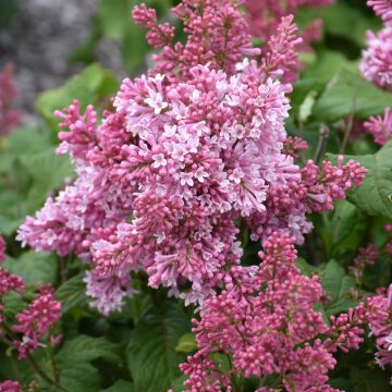 Syringa, Preston Lilac 'First Editions® Pinktini™'