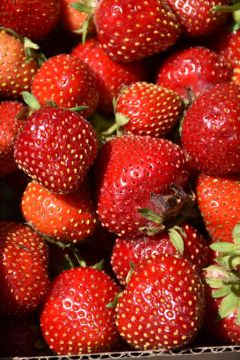 Fragaria, Everbearing Strawberry 'Fort Laramie'