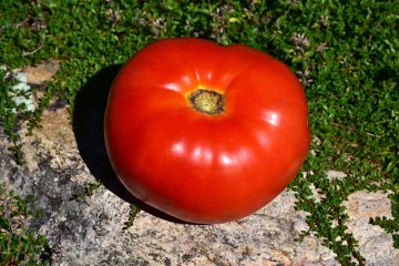 Tomato (Pole), Heirloom 'Mortgage Lifter'