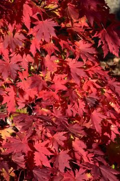 Acer, Hybrid Maple 'Northern Glow®'