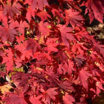 Acer, Japanese x Korean Maple 'Northern Glow®' (Large Sizes)