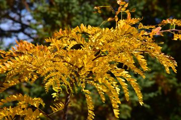 Gleditsia, Thornless Honeylocust 'Northern Acclaim®' (Large)