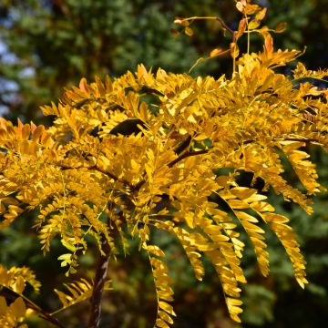 Gleditsia, Thornless Honeylocust 'Northern Acclaim®' (Large Sizes)