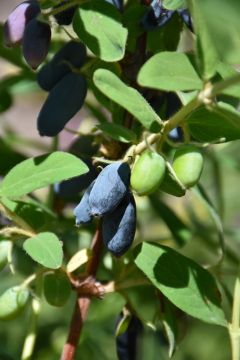 Lonicera, Haskap 'Cinderella Honeyberry'