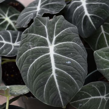 Alocasia Reginula, Black Velvet