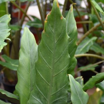 Alocasia Lauterbachiana, Elephant Ear 'Purple Sword'