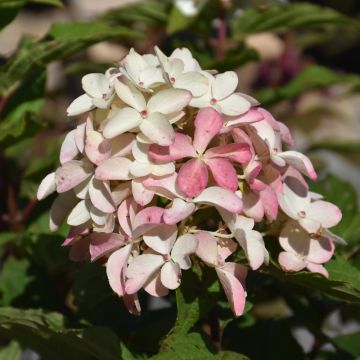 Hydrangea, Panicle 'Quick Fire Fab®'