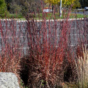 Andropogon gerardii, Big Bluestem 'Red October'