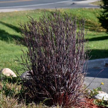 Andropogon gerardii, Big Bluestem 'Blackhawks'