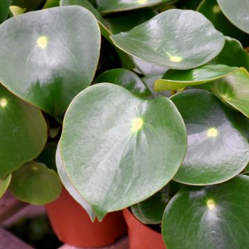 Peperomia Polybotrya 'Raindrop'