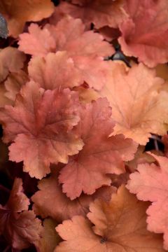 Heuchera, Red Leaf Coral Bells 'Rio'