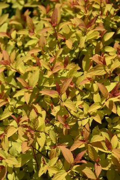 Spiraea, Japanese Spirea 'Little Spark®'