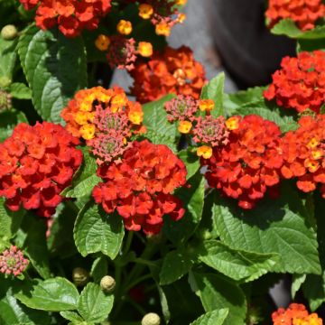 Lantana, Hot Blooded™ 