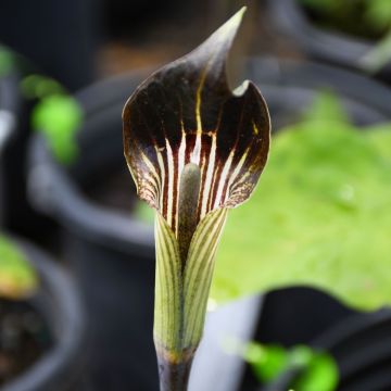 Arisaema, Jack In The Pulpit 'Minnesota Native'