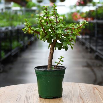 Bonsai, Crassula Ovata, Jade Plant