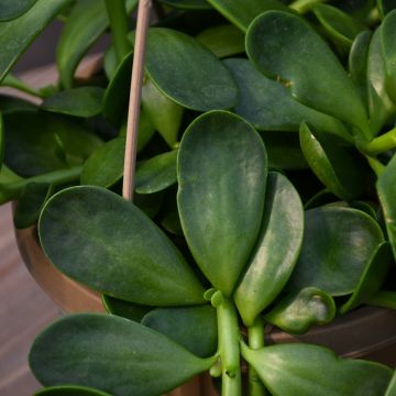 Senecio Jacobsenii 'Trailing Jade'