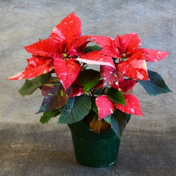 Jingle Bells Poinsettia, Foil Cover