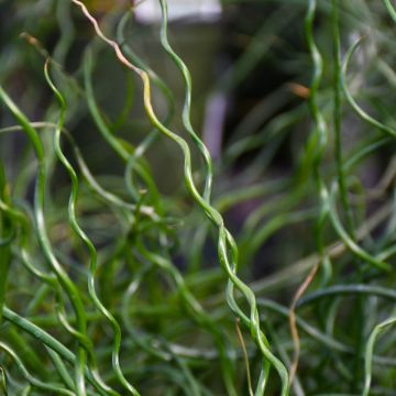 Juncus Effusus 'Spiralis'