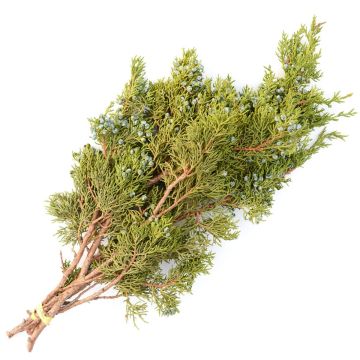 Boughs, Juniper 'Oregon'