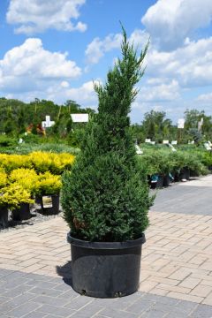 Juniperus, Chinese Juniper 'Blue Point'