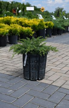 Juniperus, Common Juniper 'Blueberry Delight®'