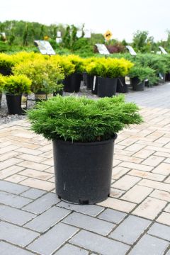 Juniperus, Savin Juniper 'Calgary Carpet®'