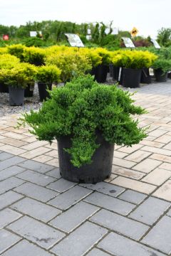 Juniperus, Garden Juniper 'Dwarf Japanese'