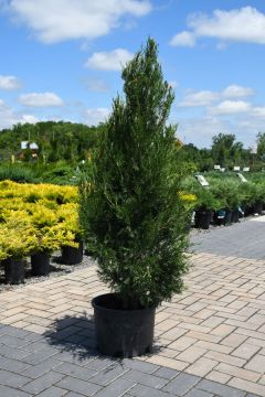 Juniperus, Virginian Juniper 'Emerald Feather™'