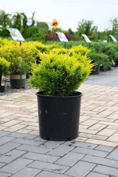 Juniperus, Creeping Juniper 'Limeglow™'