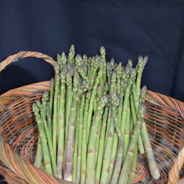 Asparagus, 'Jersey Knight'