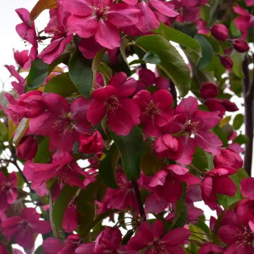 Malus, Flowering Crabapple 'Red Barron' (Large Sizes)