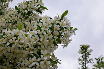 Malus, Flowering Crabapple 'Firebird®' (Large)