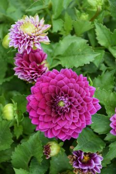 Dahlia, Venti™ 'Royal Purple'