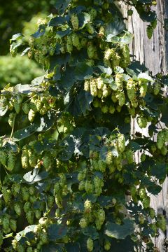 Humulus, Ornamental Hops 'Cascade'