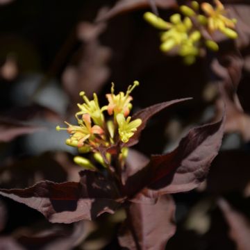 Diervilla, Splendens Bush Honeysuckle 'Firefly™ Nightglow™'