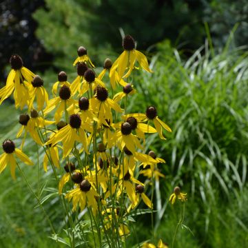 Ratibida, Yellow Coneflower, 6 pack