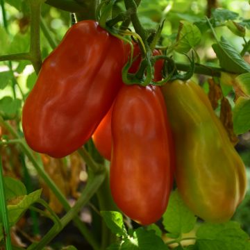 Tomato (Pole), San Marzano Heirloom