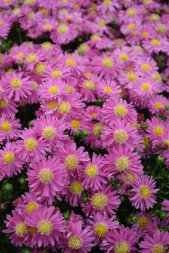 Aster, 'Kickin® Carmine Red'