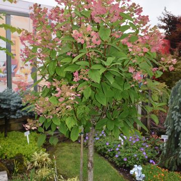 Hydrangea, Panicle 'Quick Fire®' Tree Form (Large Sizes)