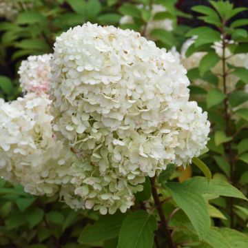 Hydrangea, Panicle 'Bobo®'