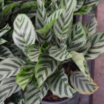 Calathea Concinna, Freddie Prayer Plant