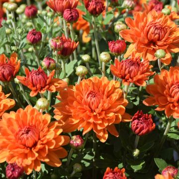 Fall Mum, Igloo 'Autumn Spice'