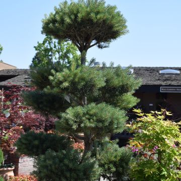 Pinus, Scotch Pine 'Bonna' (Large Sizes)