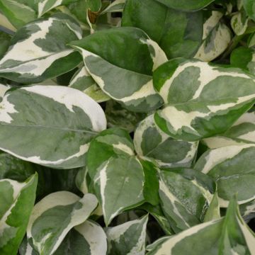 Epipremnum Aureum, Pothos 'Pearls And Jade'